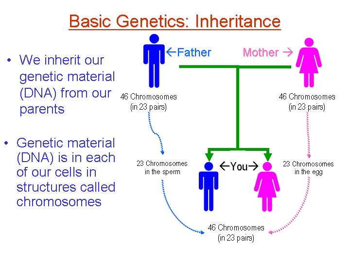 Basicinheritance.jpg